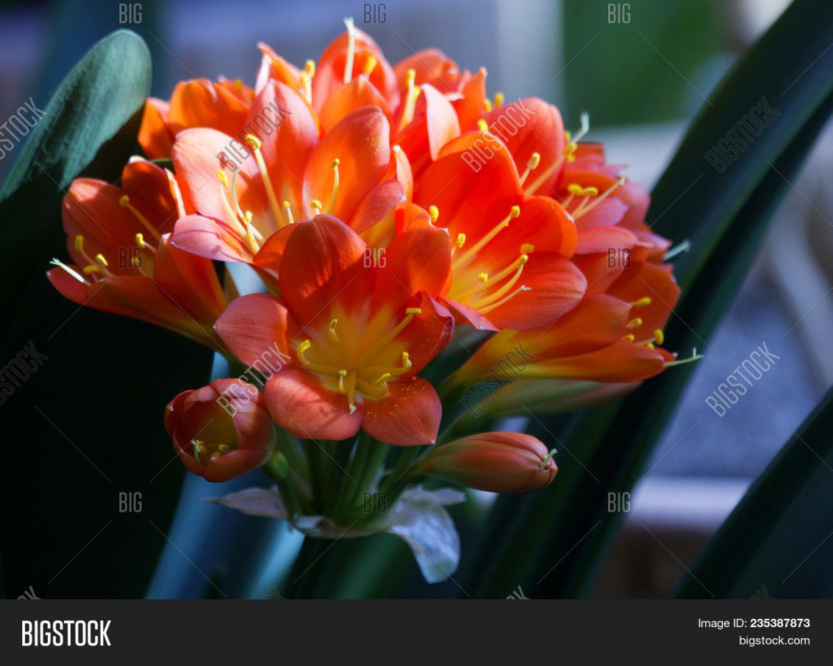 Кливия прекрасная Clivia Nobilis