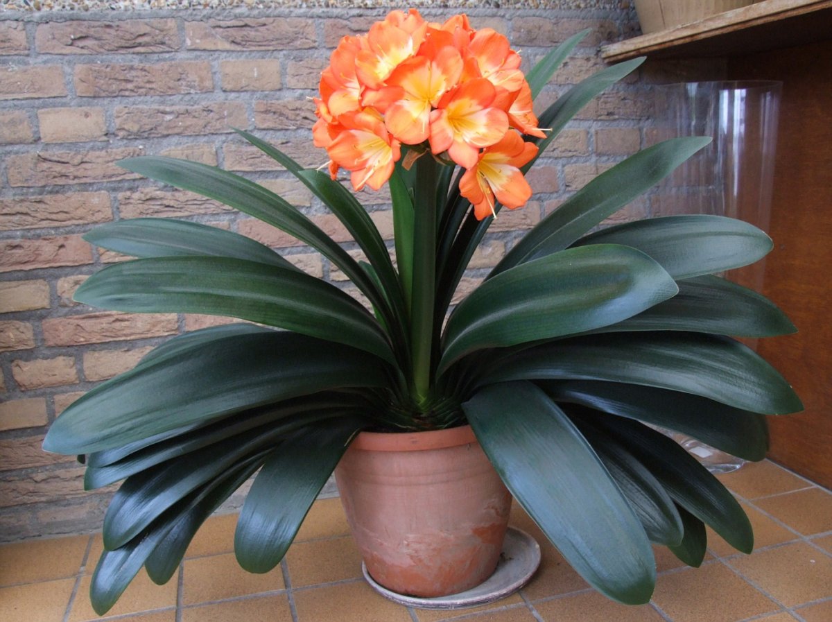 Кливия Clivia miniata (40см)