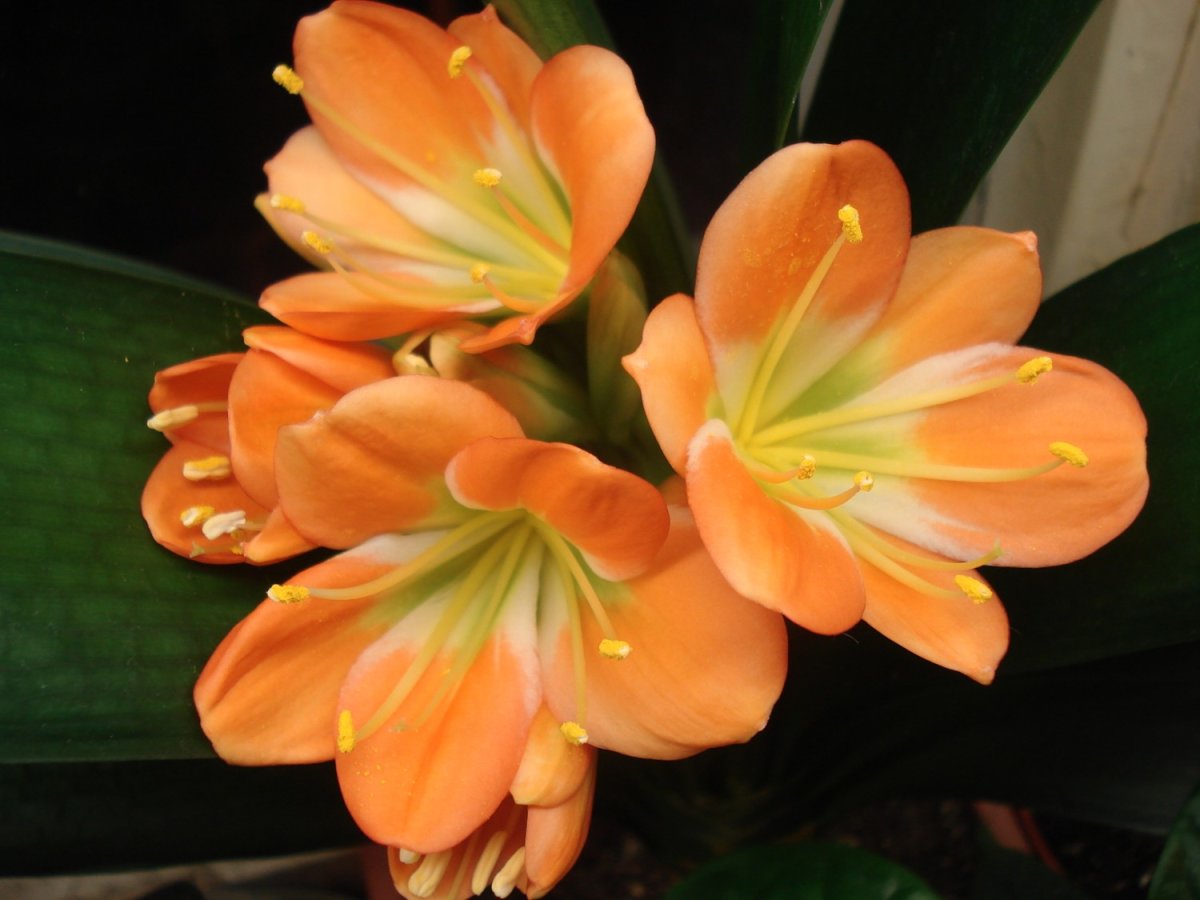 Кливия Clivia miniata (50см)