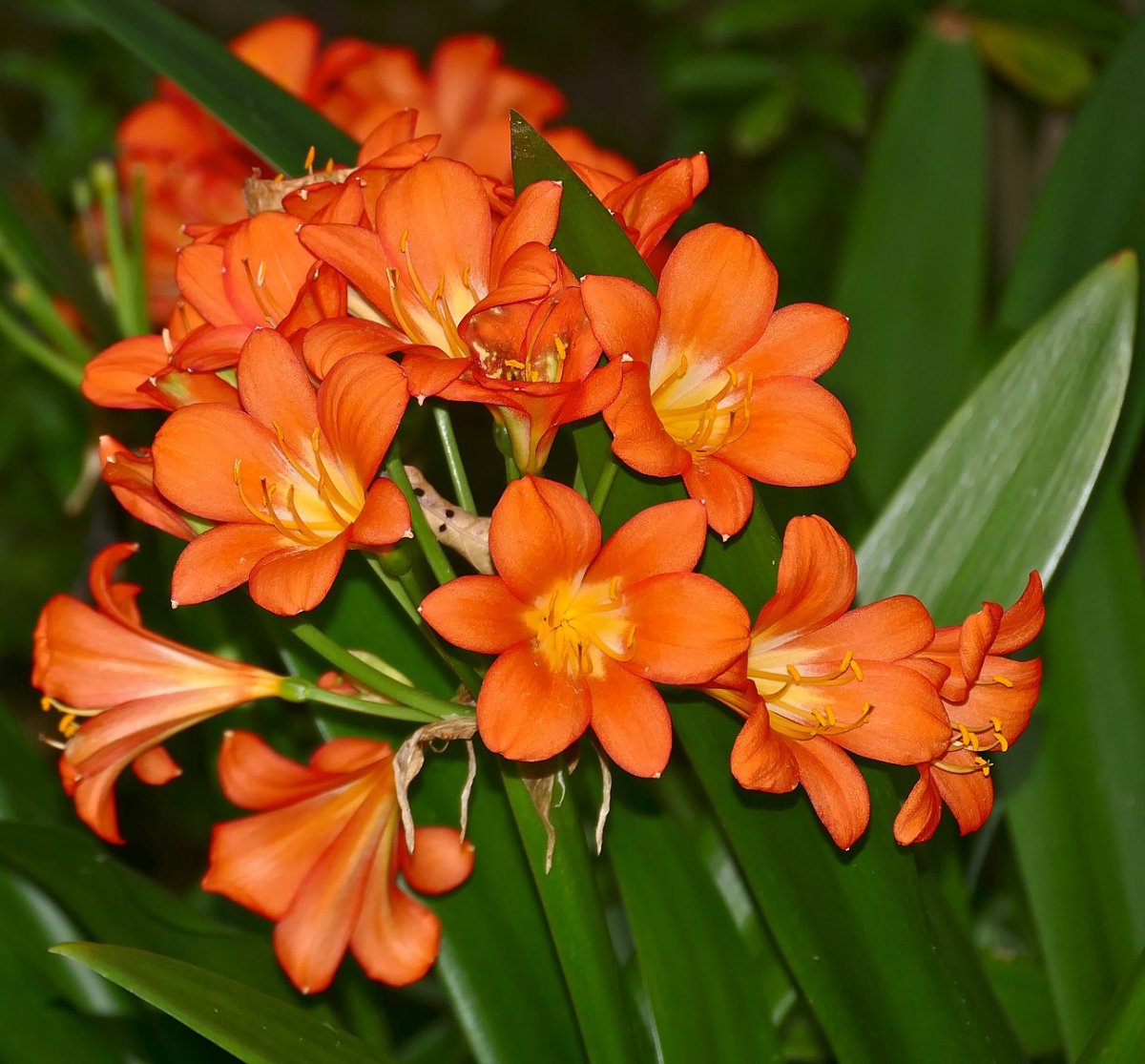 Кливия Clivia miniata (50см)