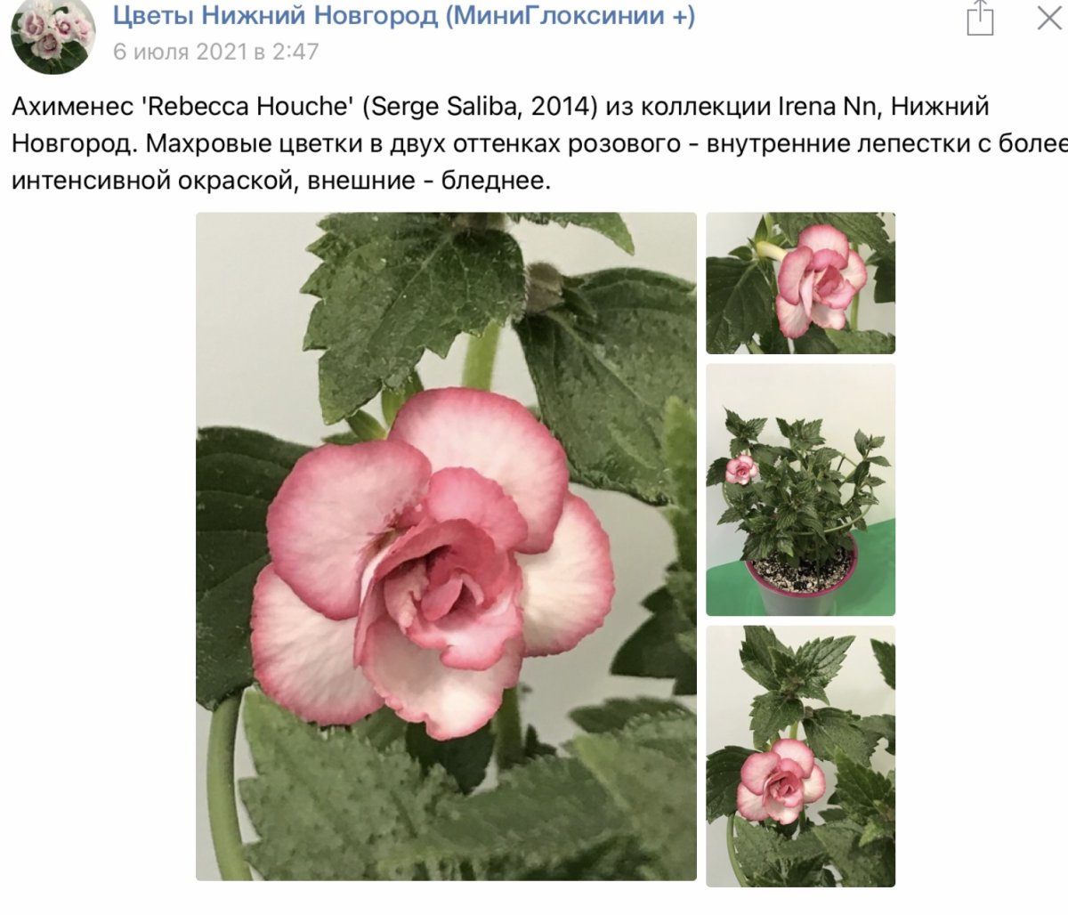 Ахименес Мельник