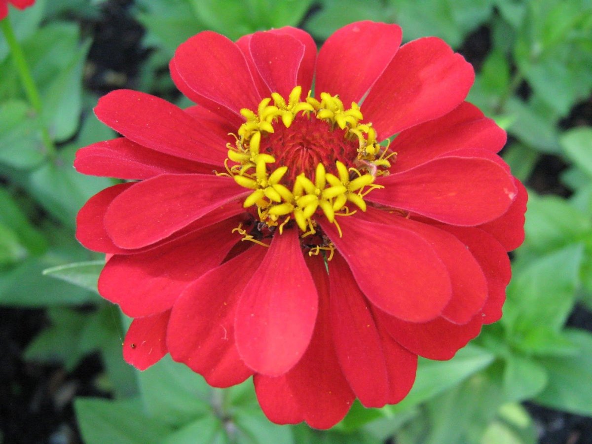 Цинния изящная (Zinnia elegans)