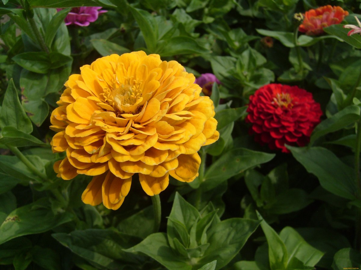Цинния изящная (Zinnia elegans)