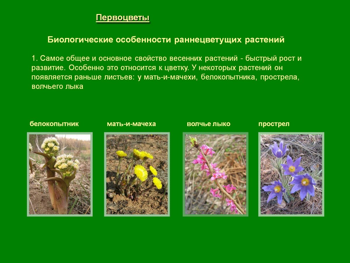 Раннецветущие растения Южного Урала