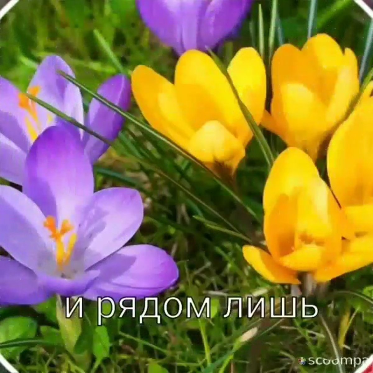 Пролеска двулистная