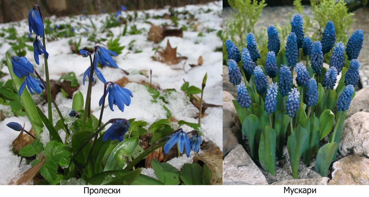 Крокус Арктический