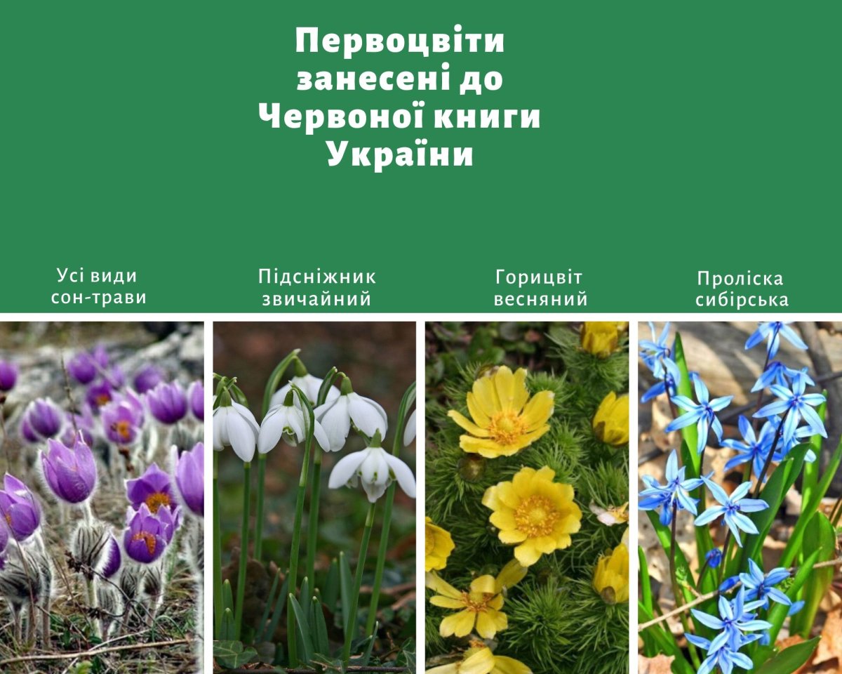Прострел Патенс
