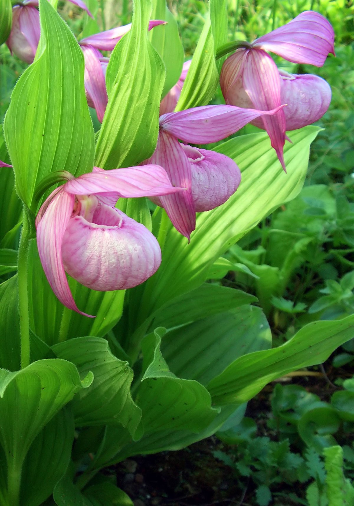 Орхидея Венерин башмачок (Lady’s Slipper Orchid)