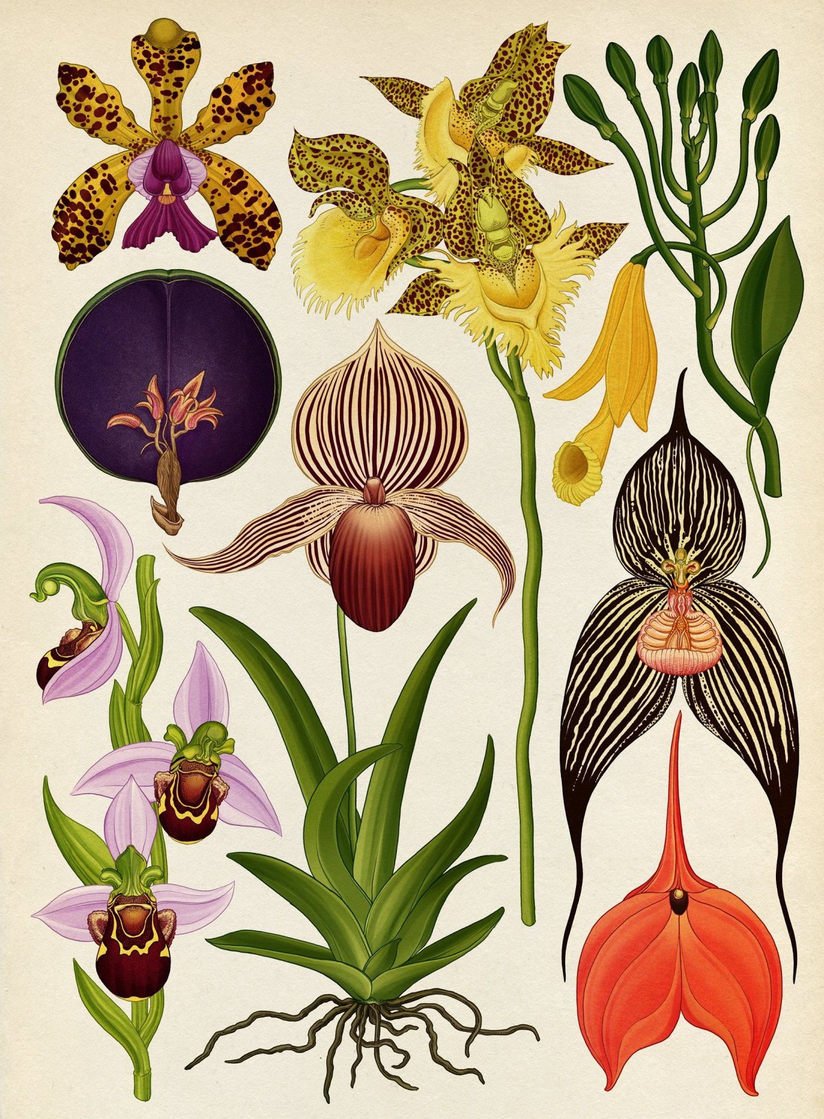 Орхидея Венерин башмачок (Lady’s Slipper Orchid)