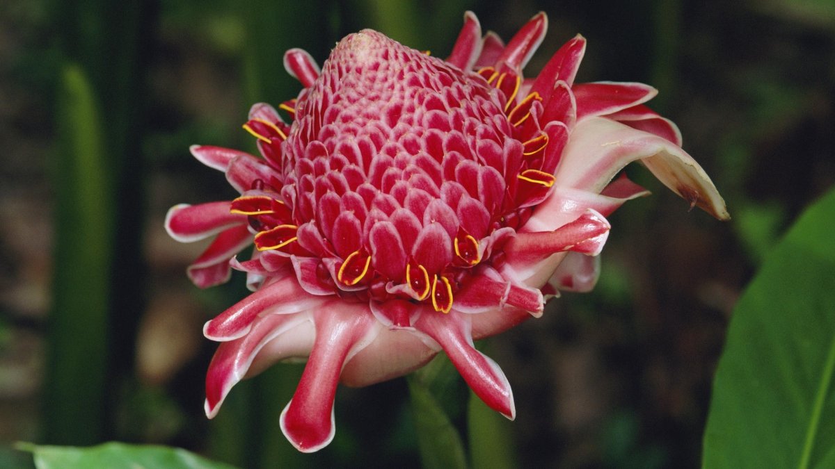 Protea magnifica Red Beauty