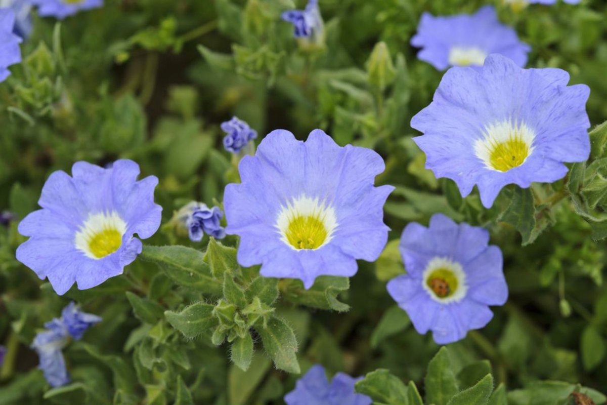 Колокольчик Карпатский (Campanula Carpatica)
