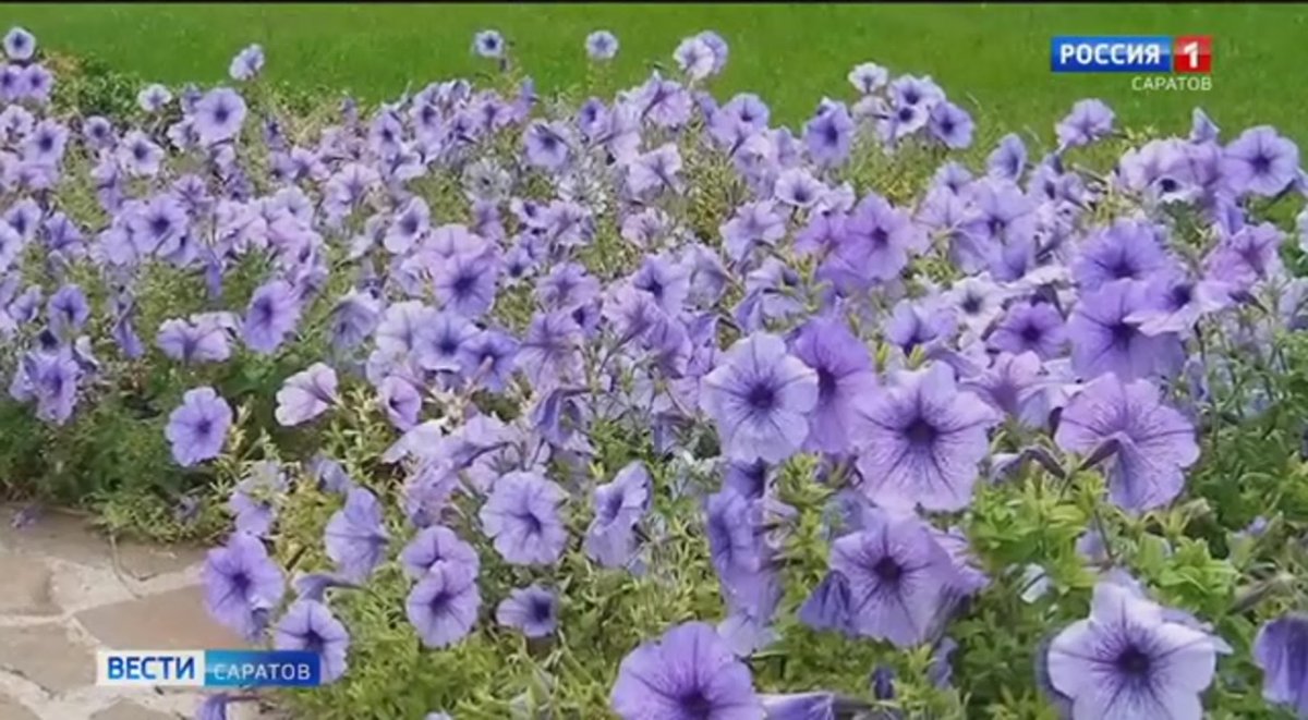 Кампанула Блауранка