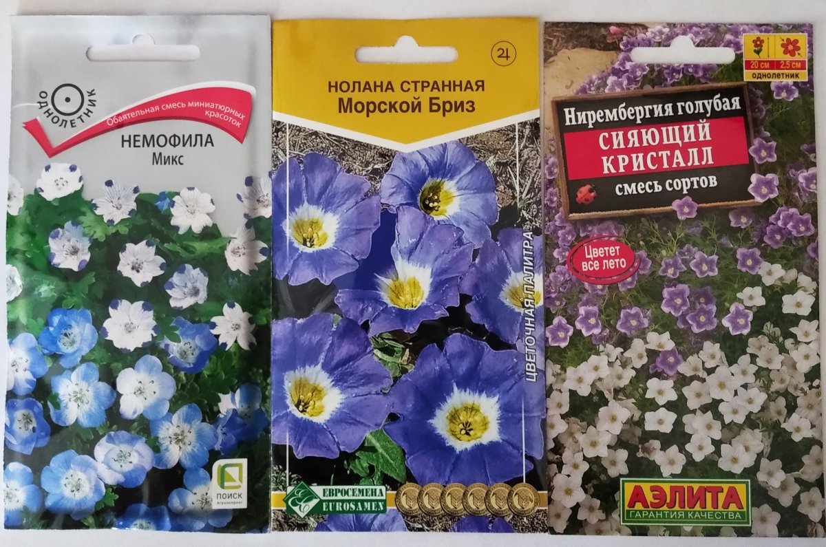 Мавританский Вьюнок