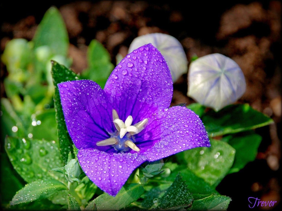 Platycodon grandiflorum