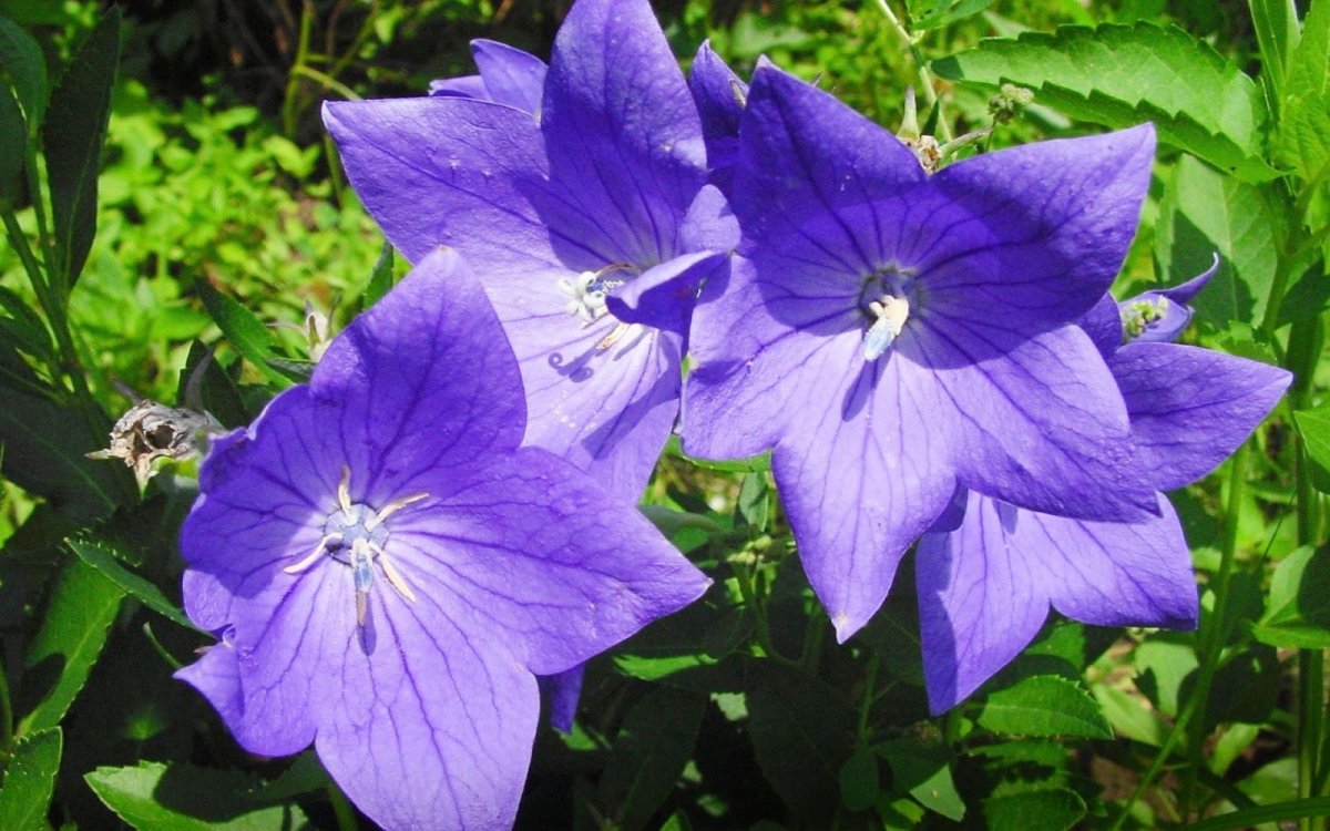 Ballonblume Platycodon grandiflorus