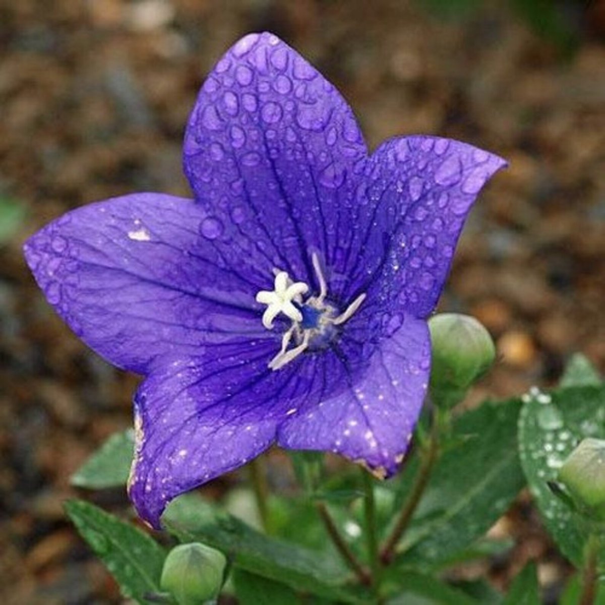 Platycodon grandiflorus цветок