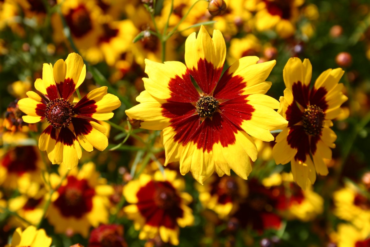 Кореопсис красильный (Coreopsis tinctoria)