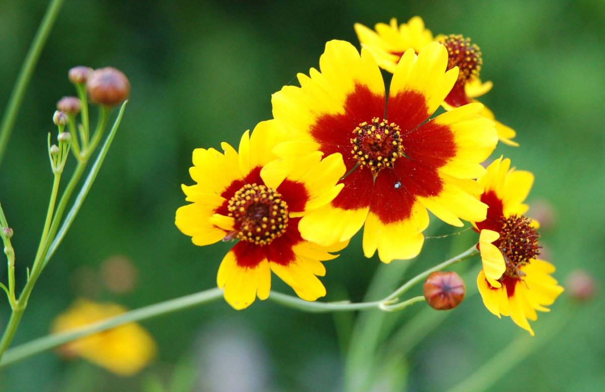 Кореопсис Coreopsis Mistigri