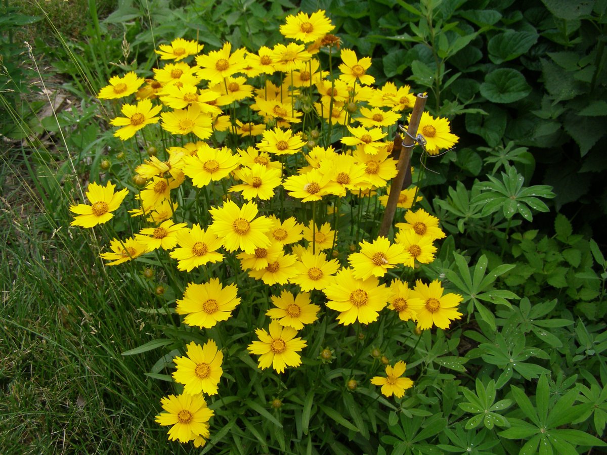 Кореопсис grandiflora