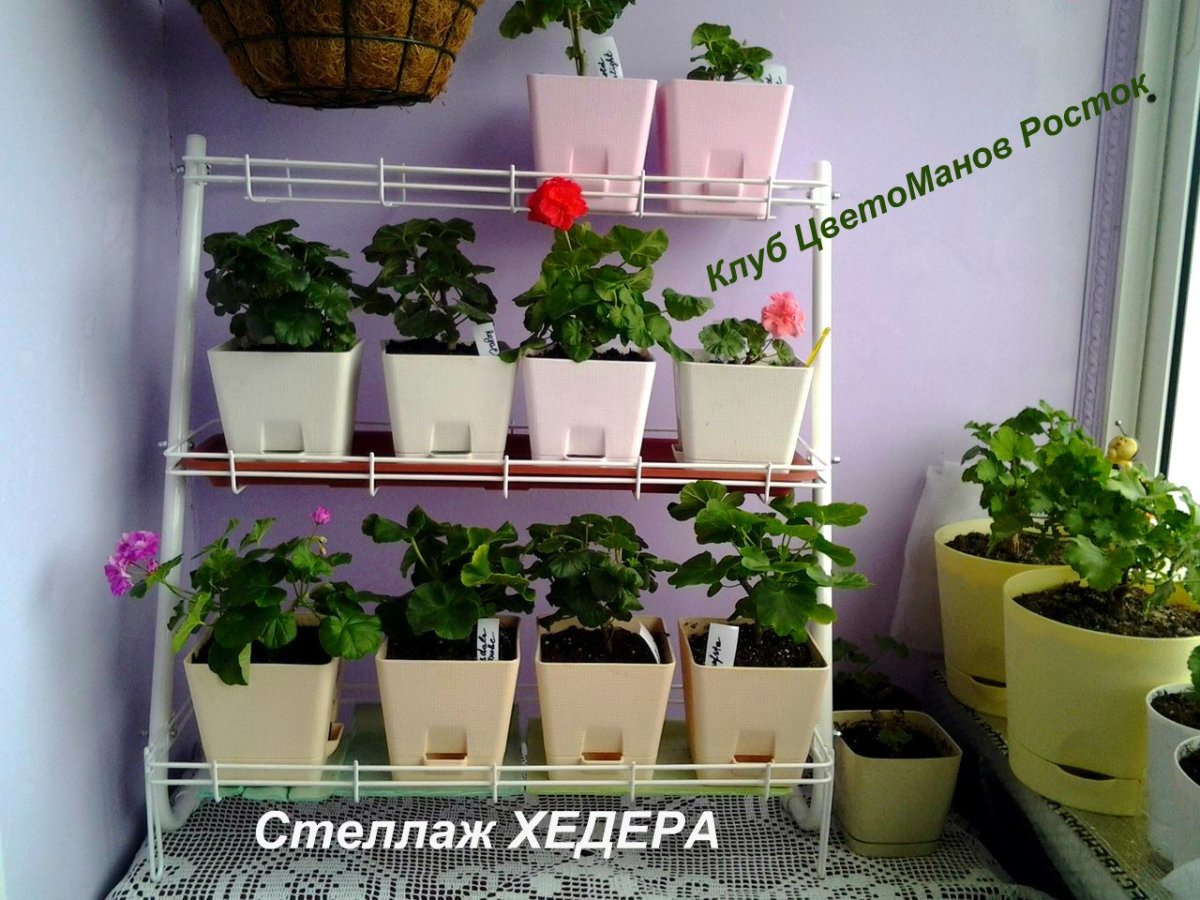 Стеллаж для растений