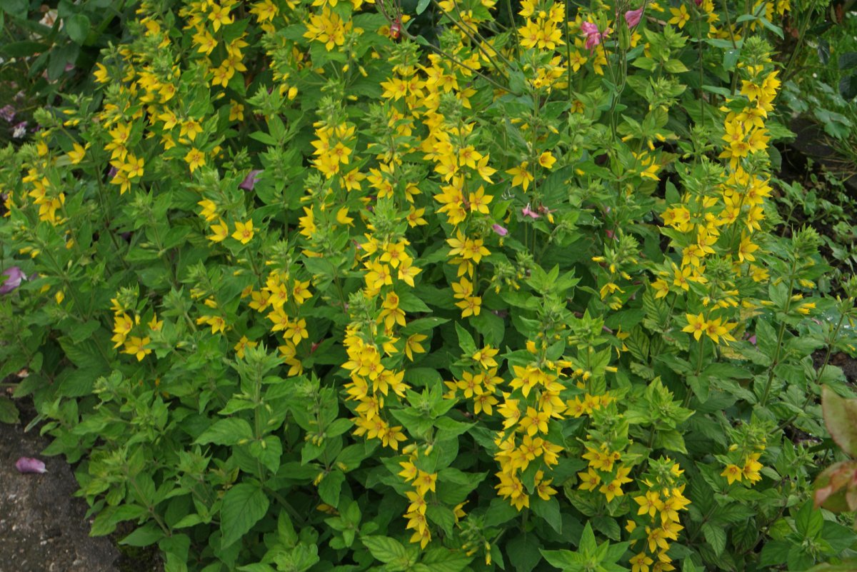 Вербейник монетчатый Goldilocks