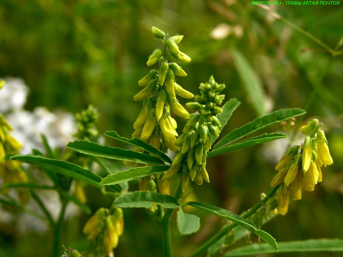 Донник Melilotus officinalis