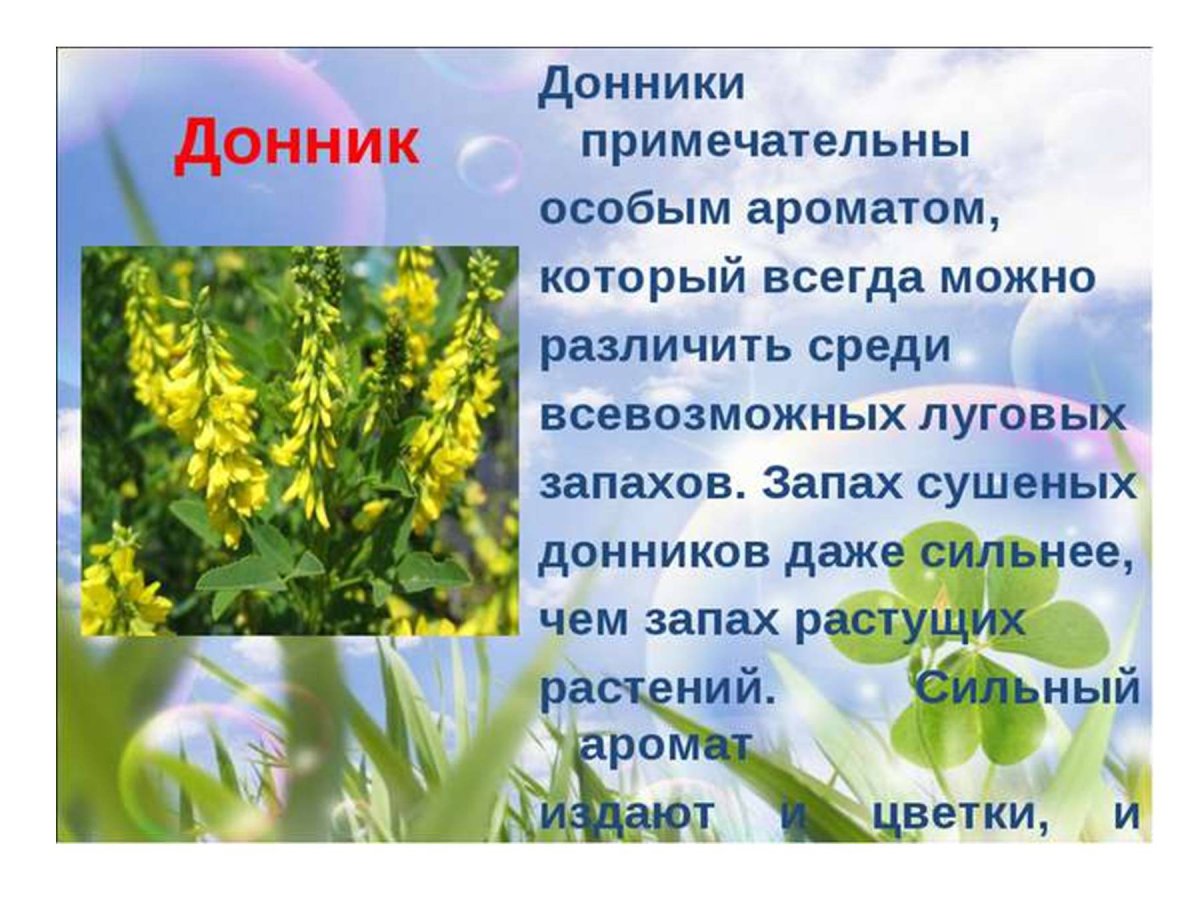Донник описание растения