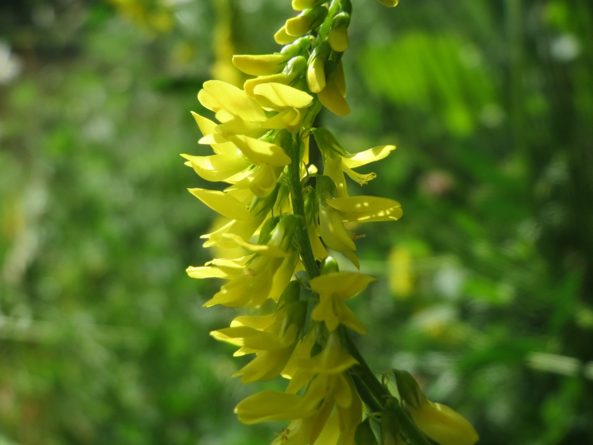 Melilotus sulcatus