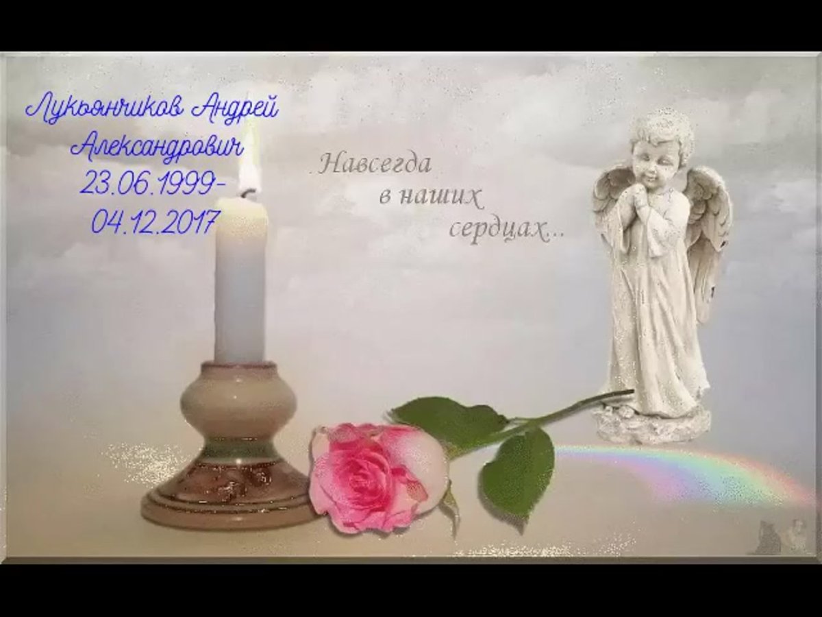 Цветок Сильвия Кордедда