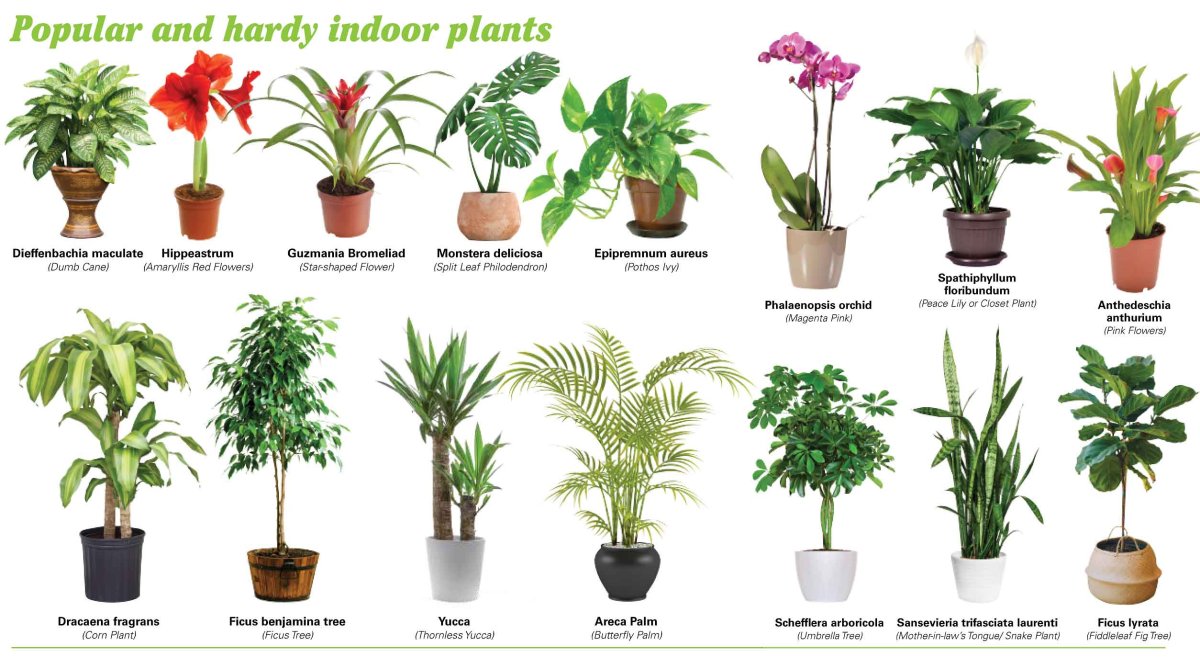 Монстера houseplants