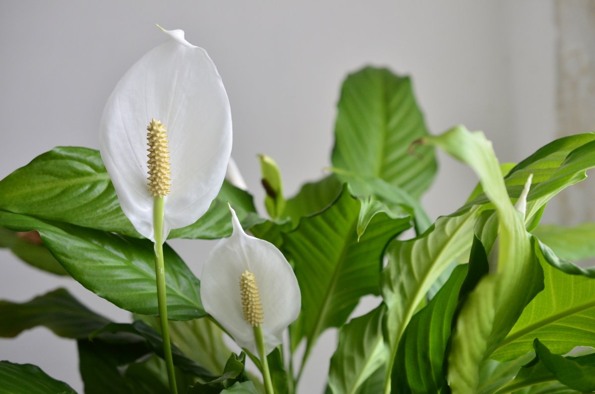 Замиокулькас zamiifolia