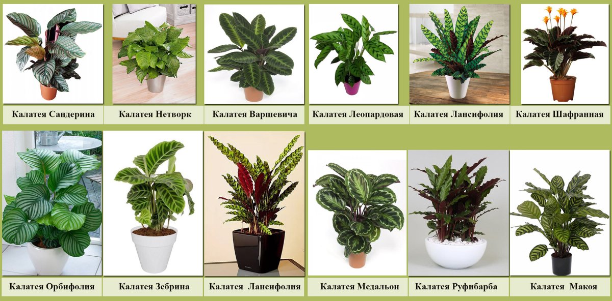 Микрозелень веточка 1
