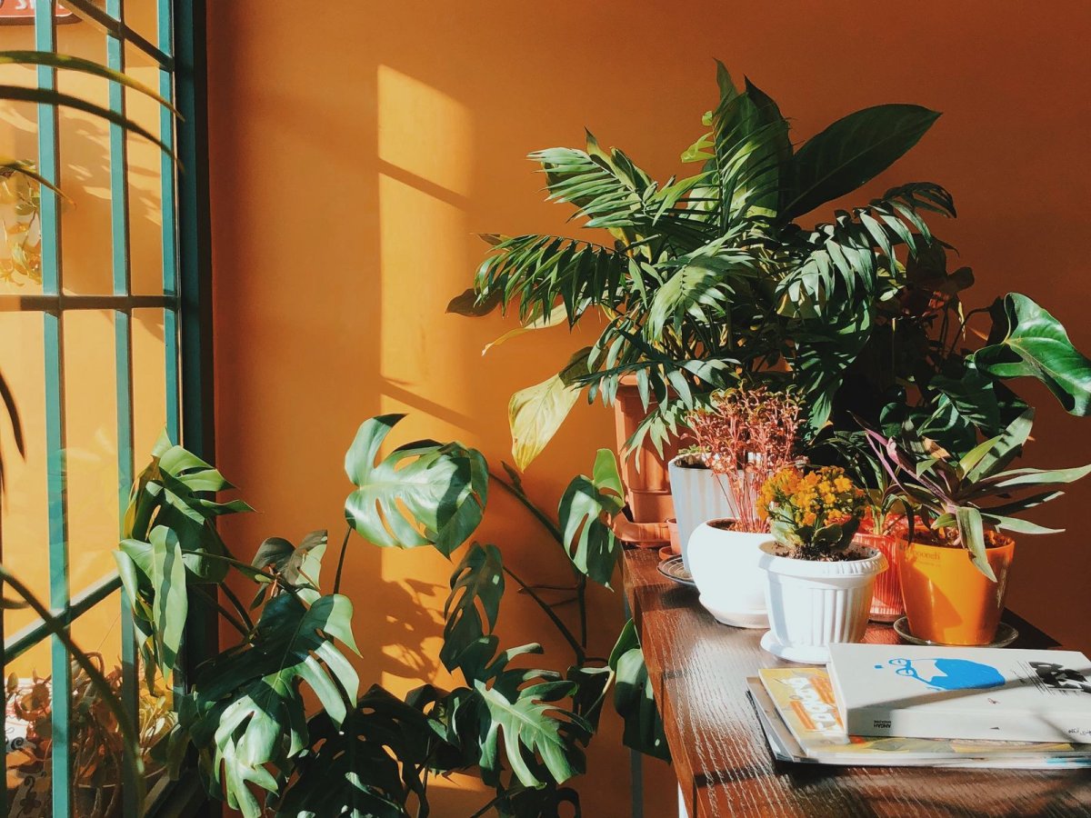 Монстера Делициоза (Monstera deliciosa)