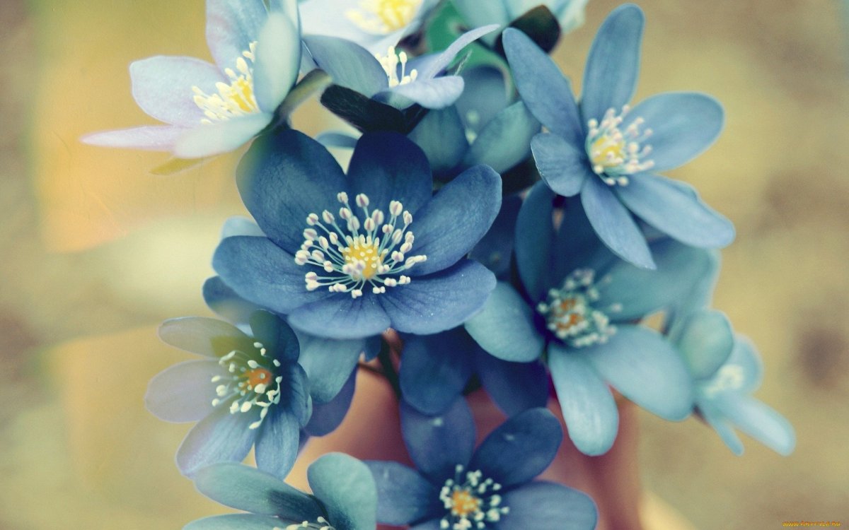 Незабудка Полевая (Myosotis arvensis)