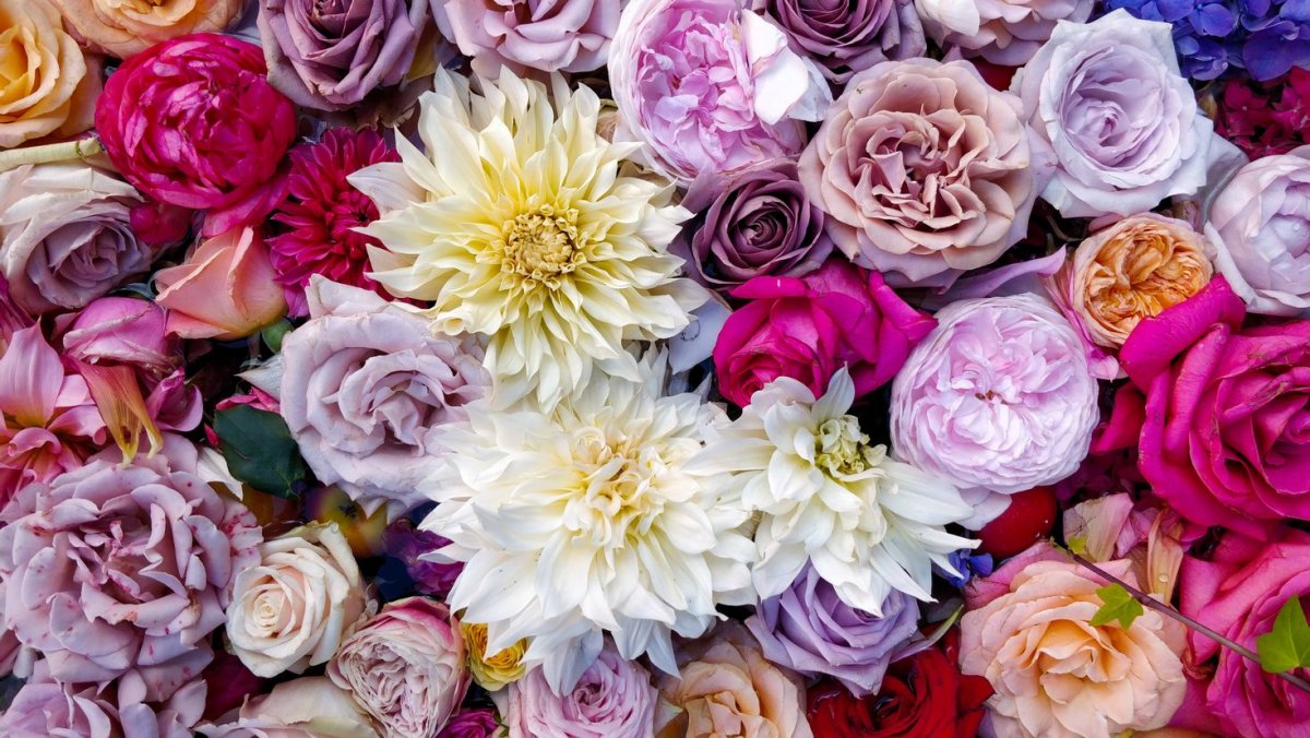Гортензия букет роз Bouquet Rose
