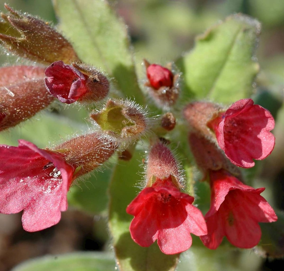 Pulmonaria saccharata