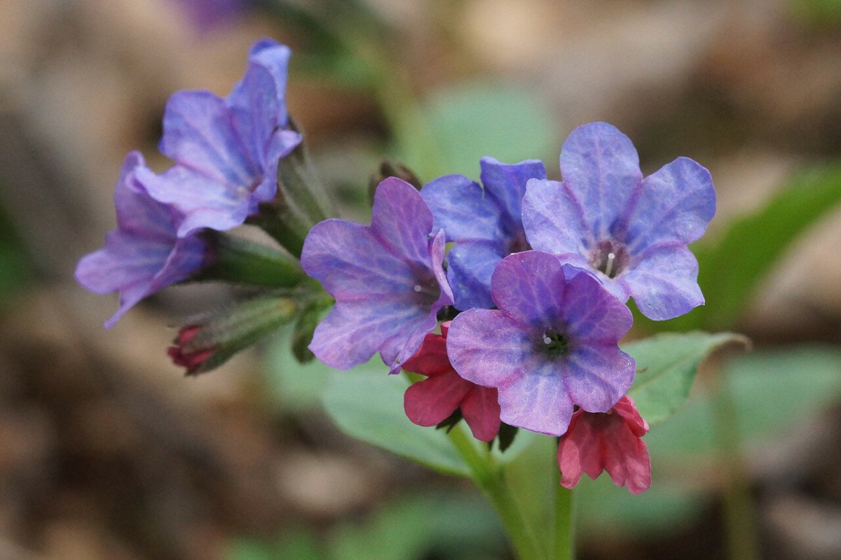 Медуница неясная (Pulmonaria Obscura)