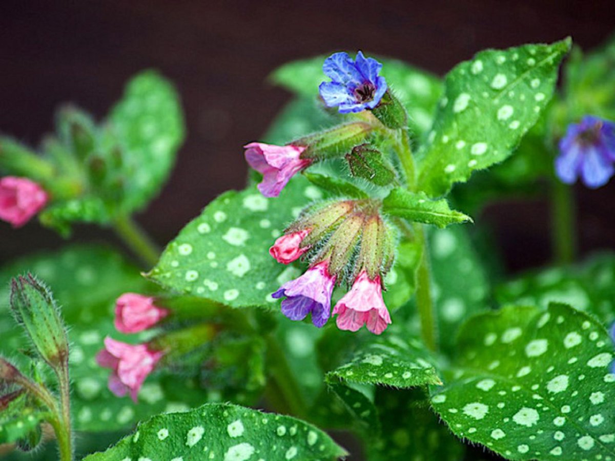 Медуница сахарная Pulmonaria saccharata