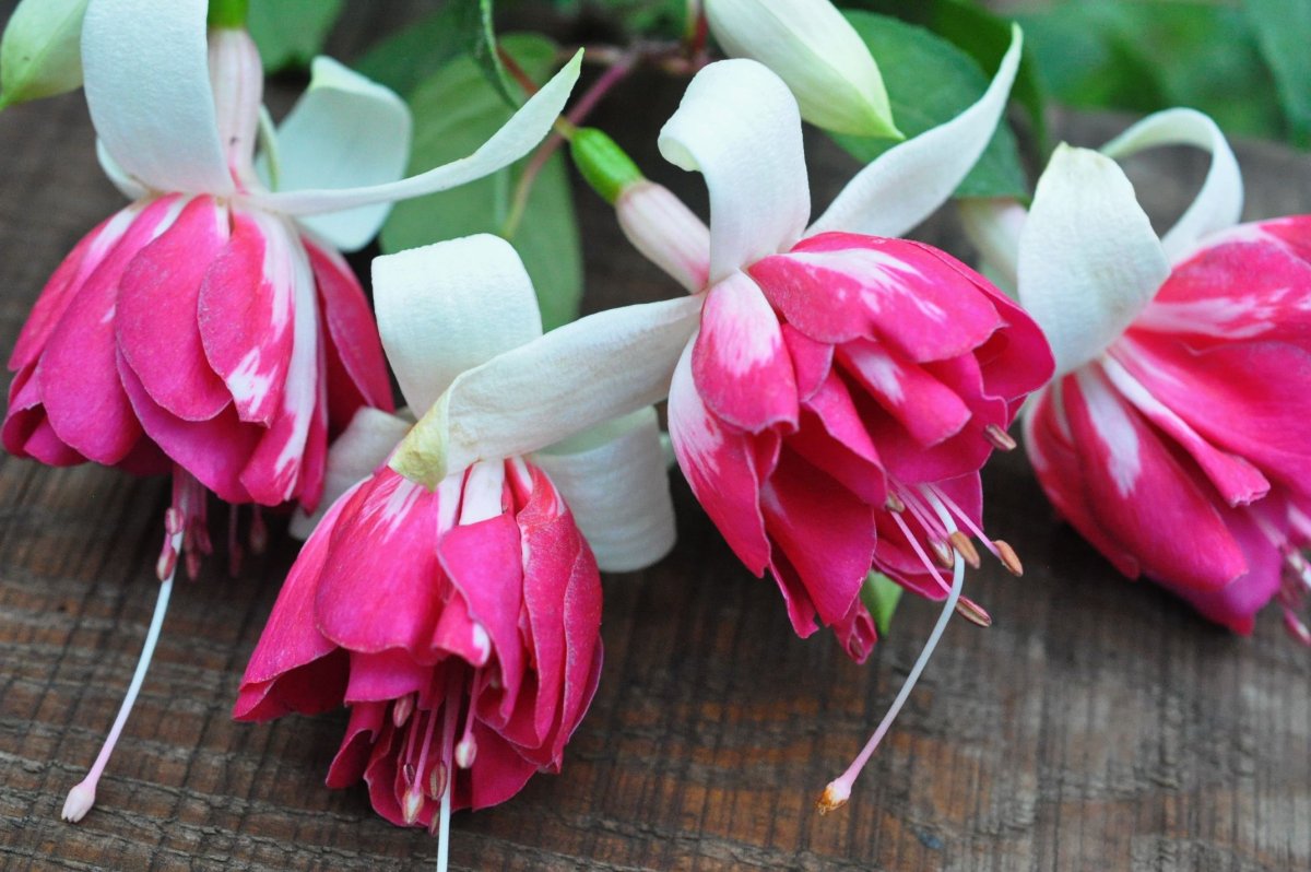 Фуксия Fuchsia Bella Rosella