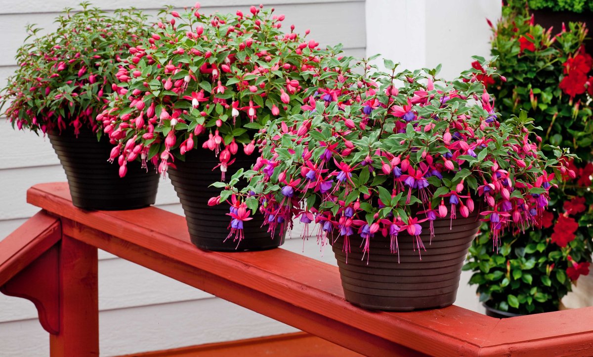 Фуксия Fiorelli Flowers