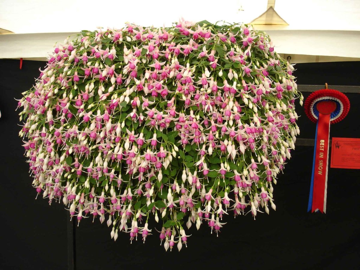 Фуксия Fuchsia