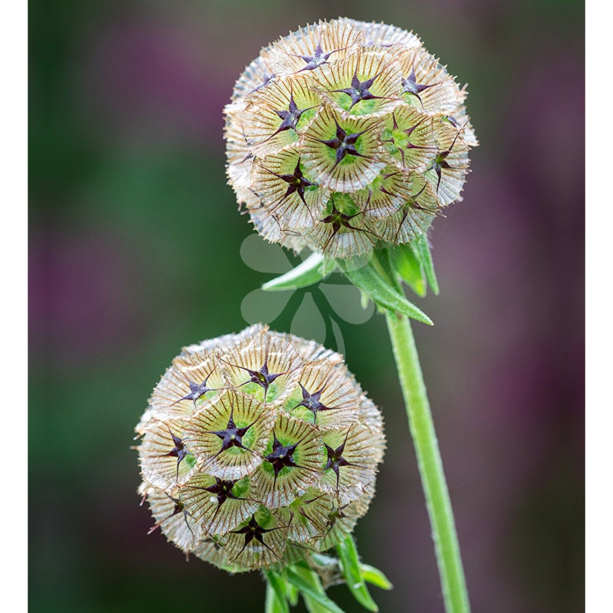 Скабиоза Atropurpurea