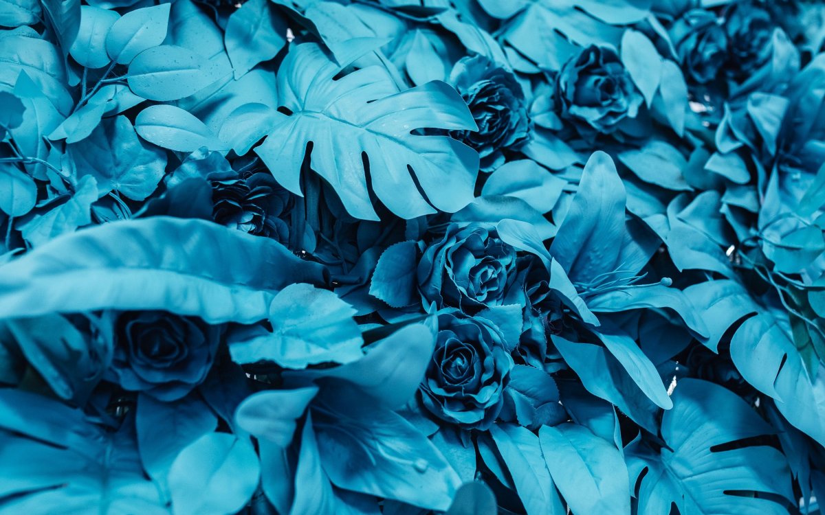 Голубые красивые цветы
