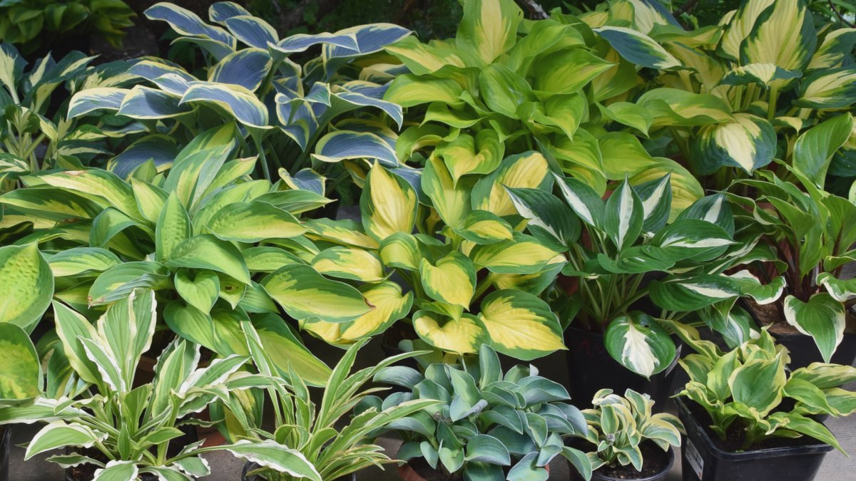 Hosta Thunderbolt
