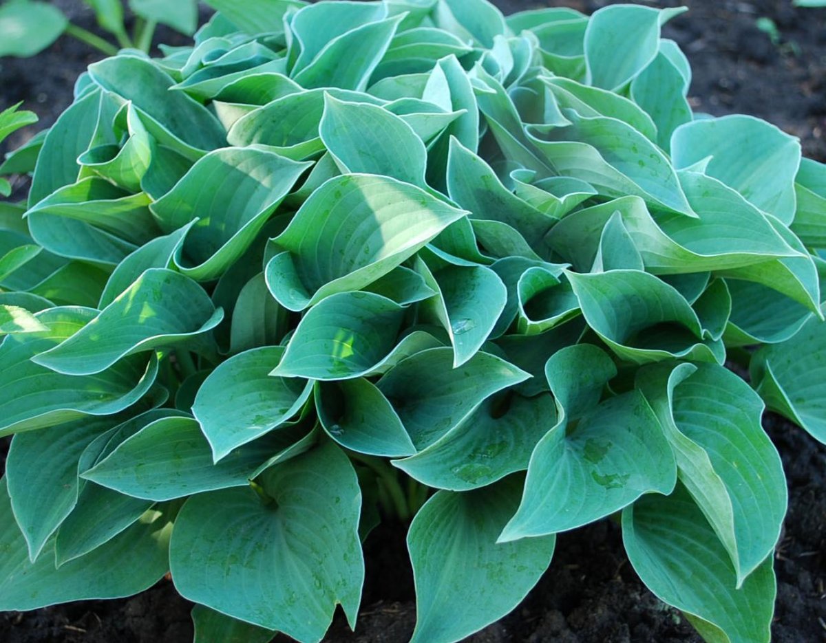 Хоста гибридная? Hosta