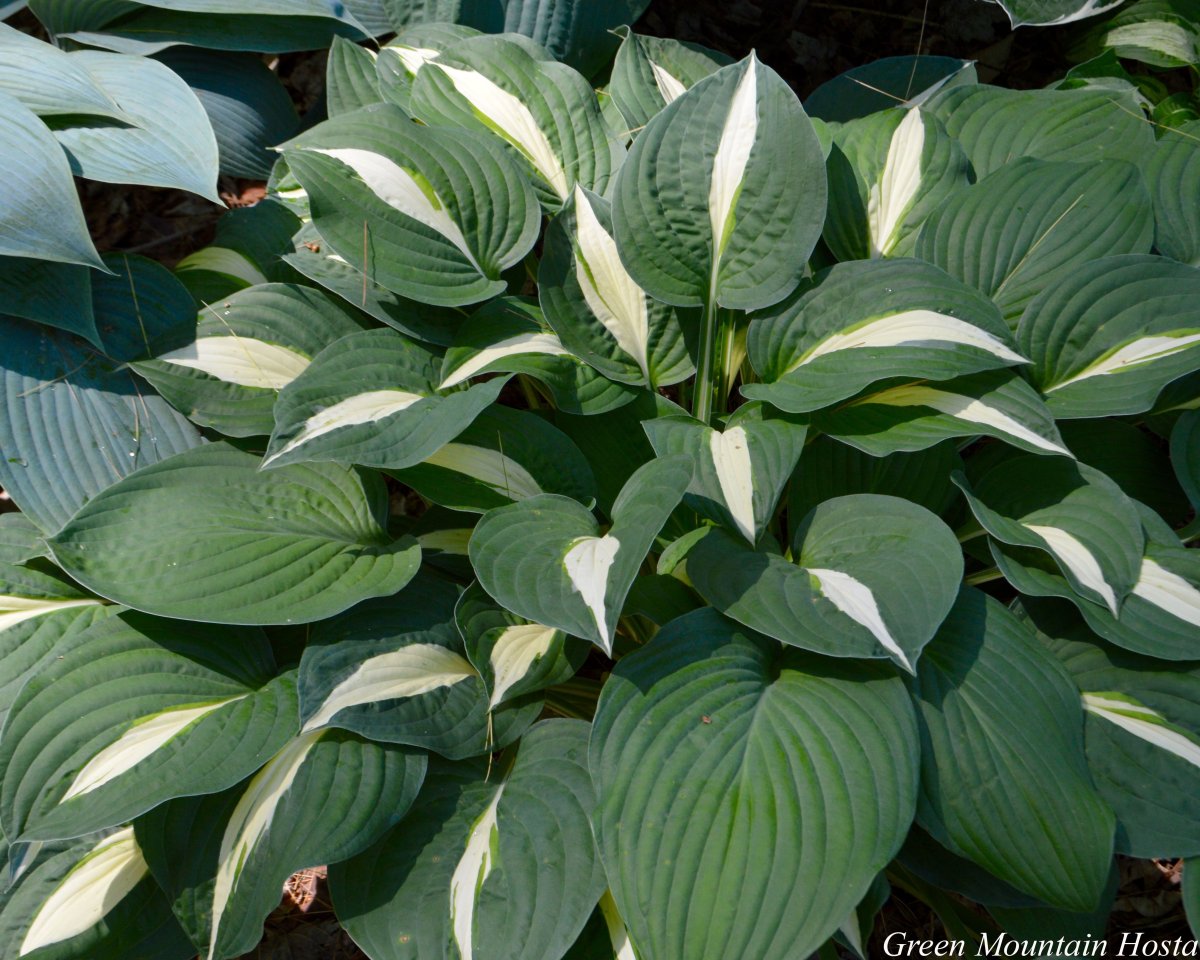Хоста Hosta Risky Business