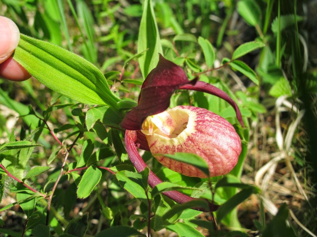 Cypripedium guttatum башмачок капельный