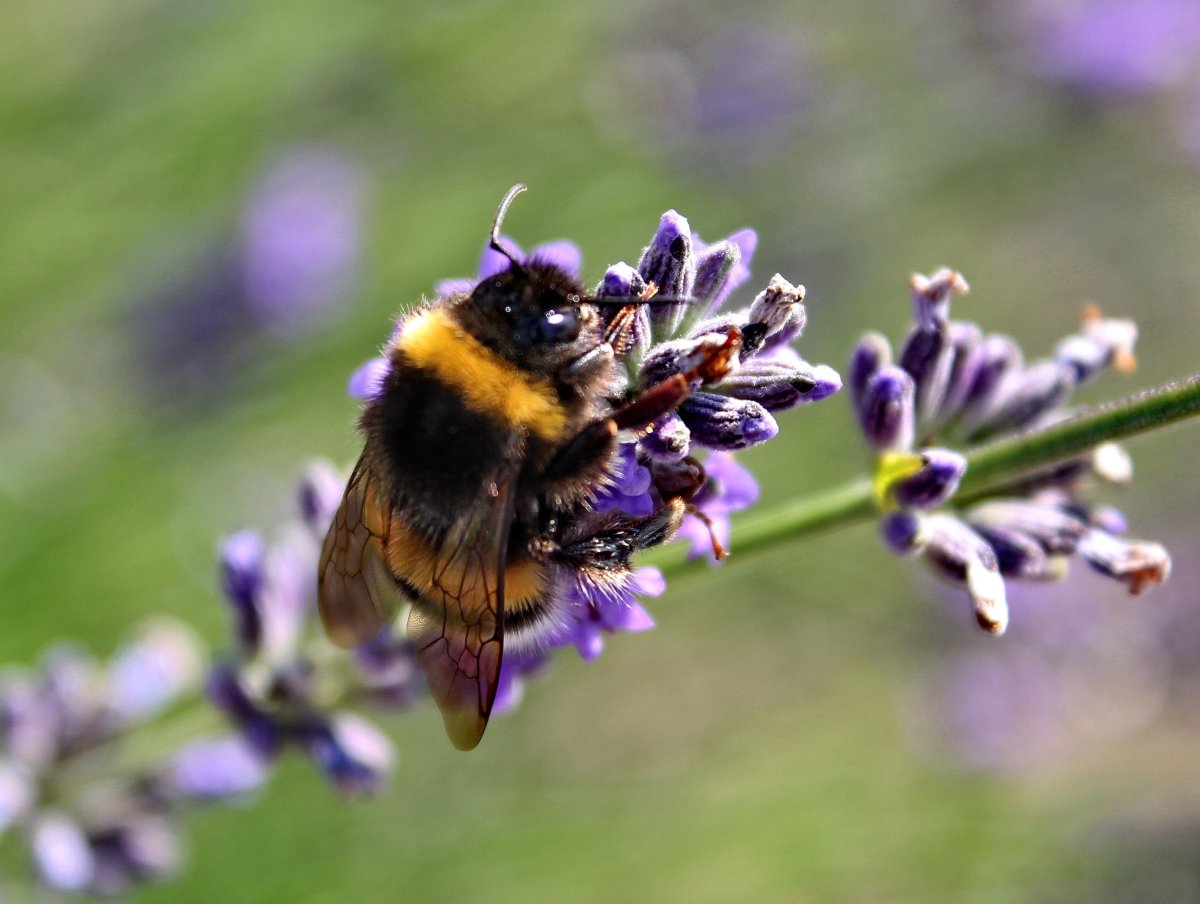 Медоносы цветы для пчел