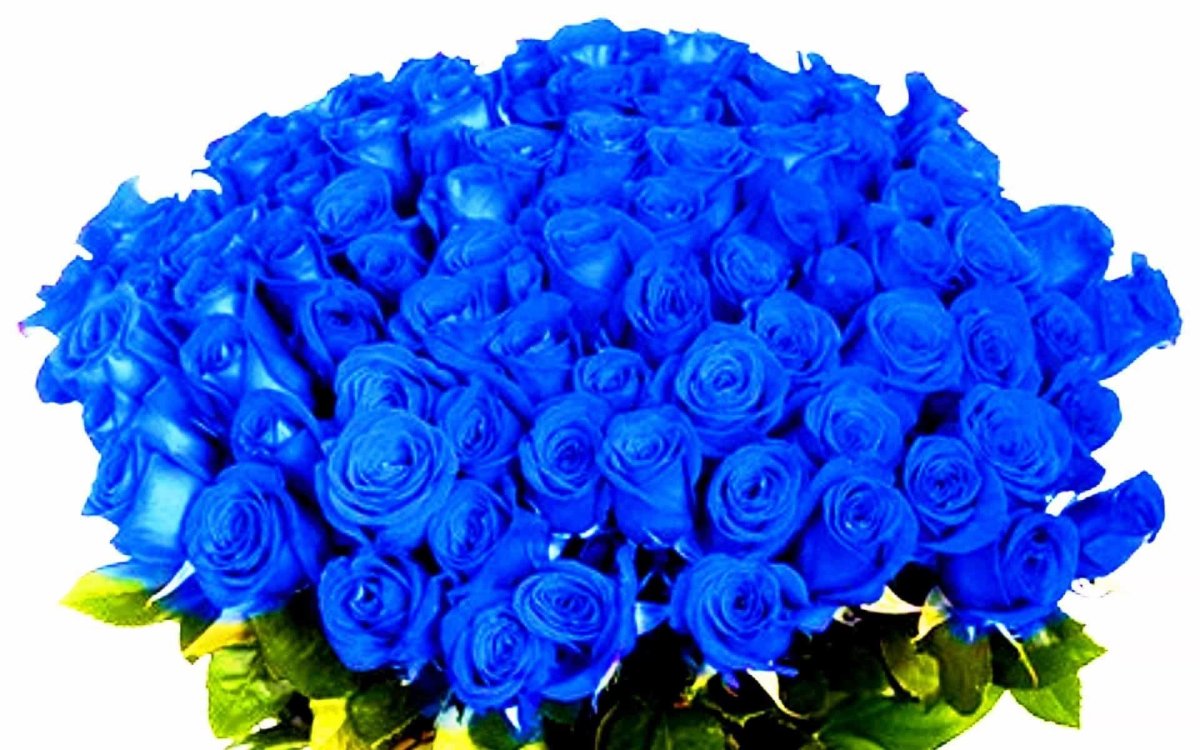 Rose 3937 голубая бирюза