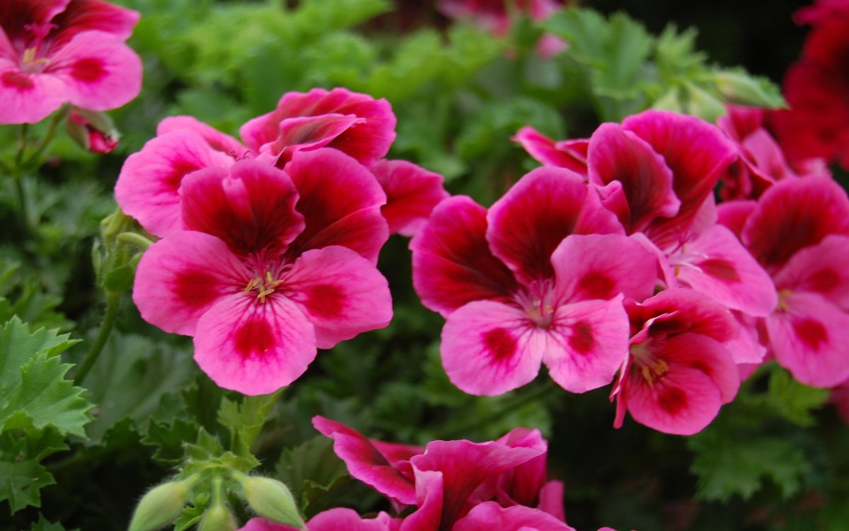 Пеларгония Королевская Candy Flowers